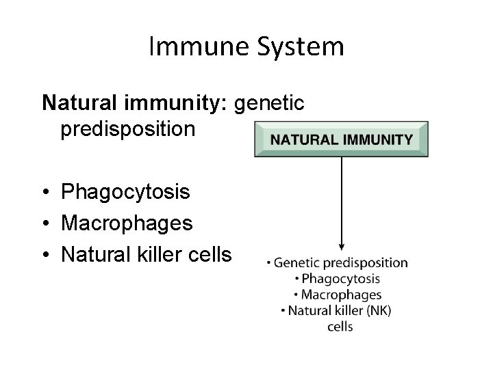 Immune System Natural immunity: genetic predisposition • Phagocytosis • Macrophages • Natural killer cells