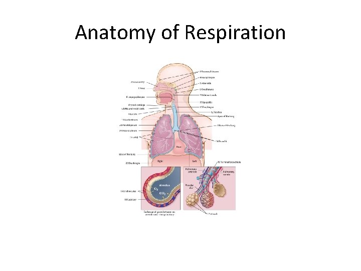 Anatomy of Respiration 