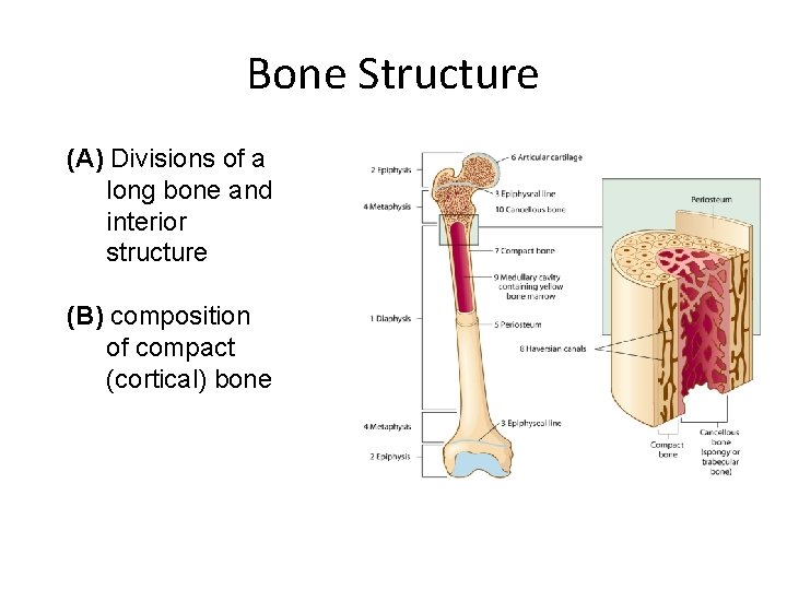 Bone Structure (A) Divisions of a long bone and interior structure (B) composition of