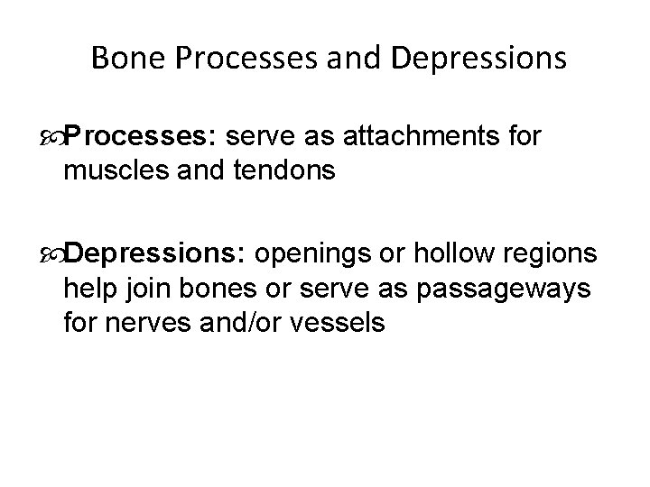 Bone Processes and Depressions Processes: serve as attachments for muscles and tendons Depressions: openings