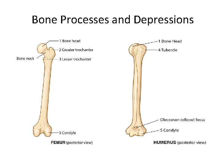 Bone Processes and Depressions 
