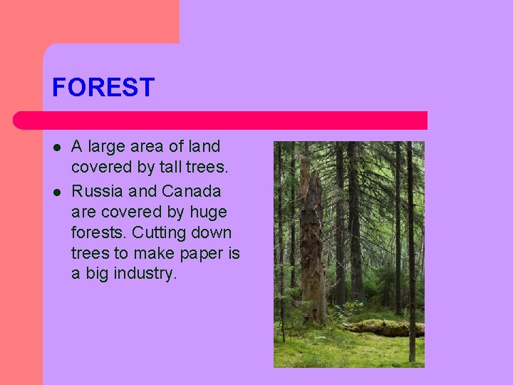 FOREST l l A large area of land covered by tall trees. Russia and