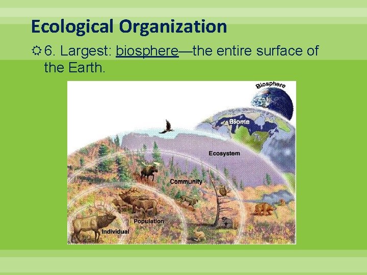 Ecological Organization 6. Largest: biosphere—the entire surface of the Earth. 