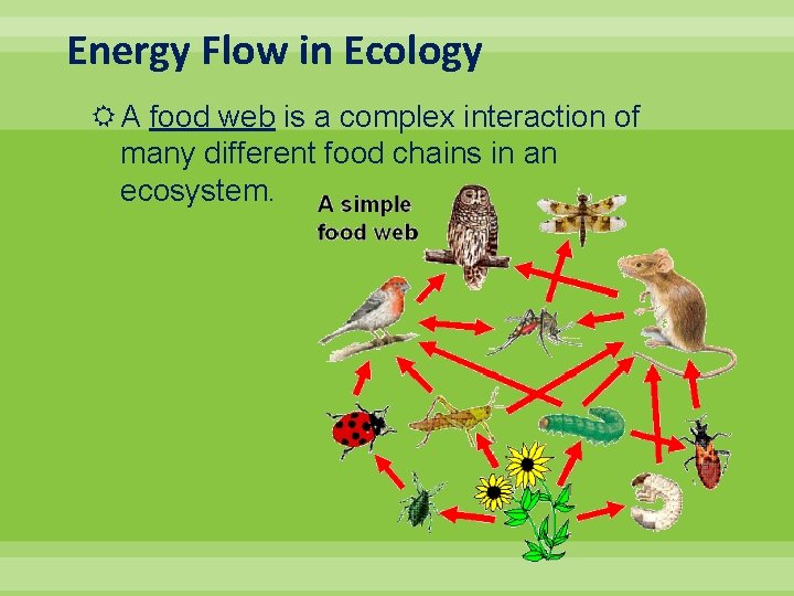 Energy Flow in Ecology A food web is a complex interaction of many different