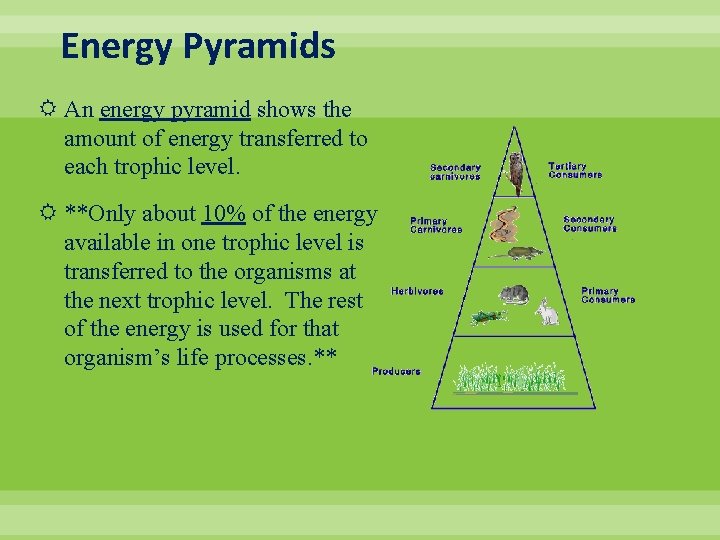Energy Pyramids An energy pyramid shows the amount of energy transferred to each trophic