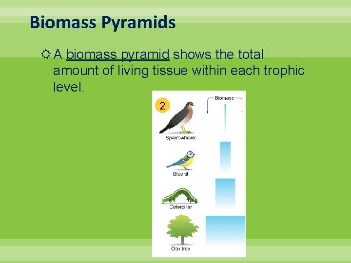 Biomass Pyramids A biomass pyramid shows the total amount of living tissue within each