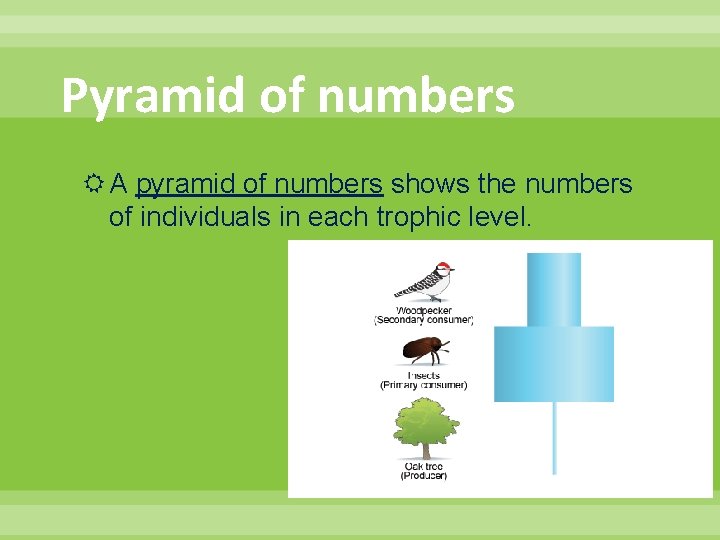 Pyramid of numbers A pyramid of numbers shows the numbers of individuals in each