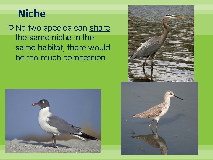 Niche No two species can share the same niche in the same habitat, there