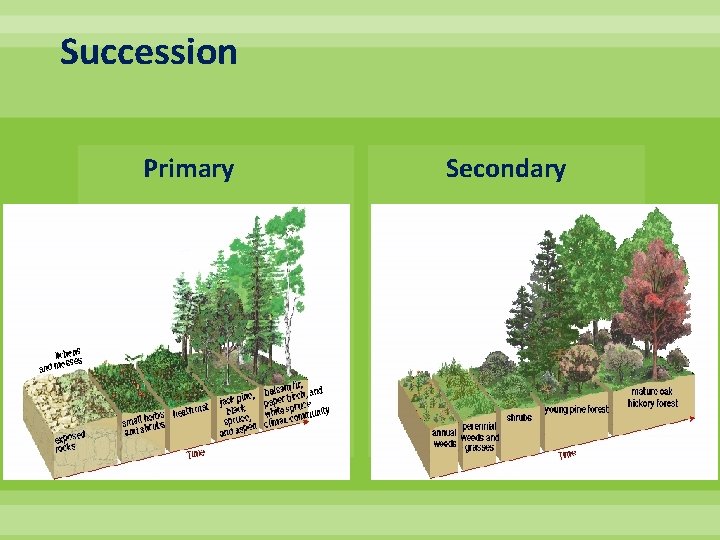 Succession Primary Secondary 