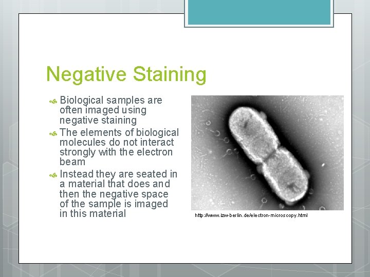 Negative Staining Biological samples are often imaged using negative staining The elements of biological