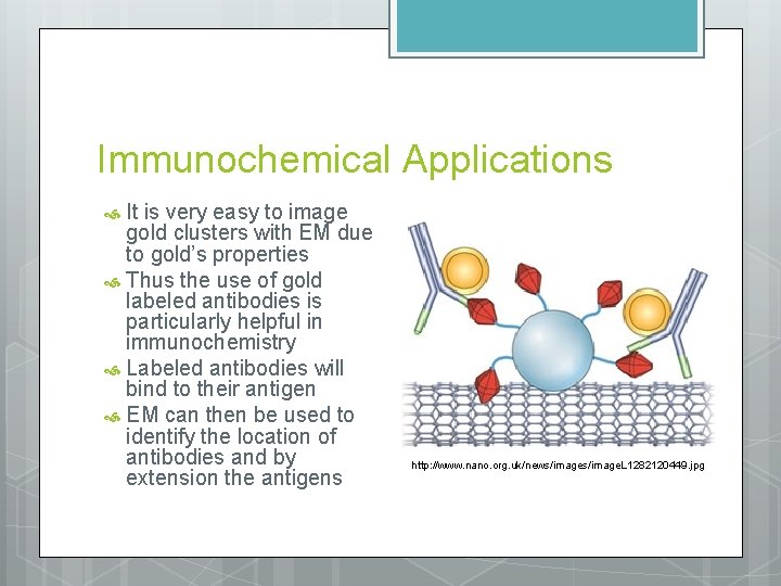 Immunochemical Applications It is very easy to image gold clusters with EM due to