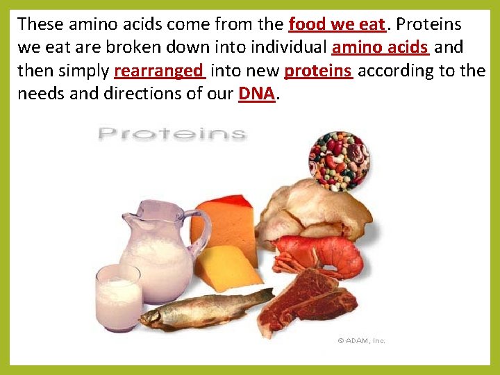 These amino acids come from the food we eat. Proteins we eat are broken