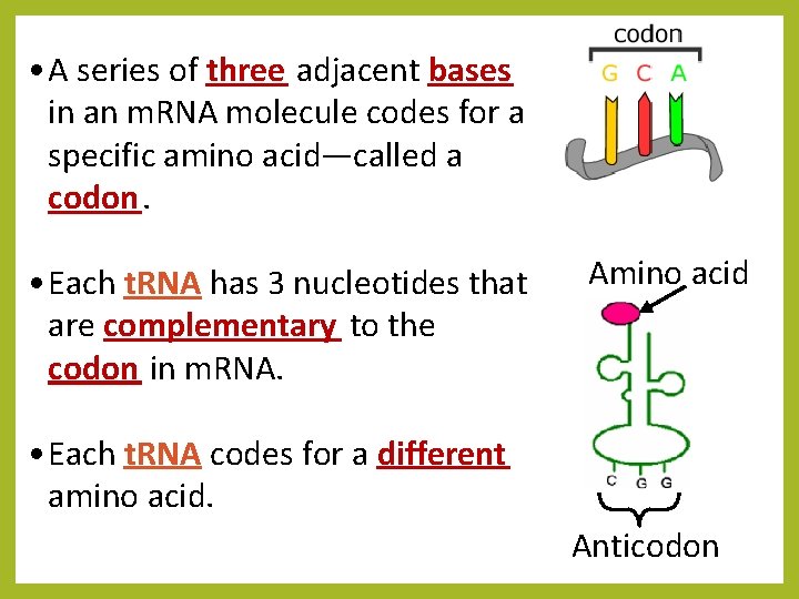  • A series of three adjacent bases in an m. RNA molecule codes