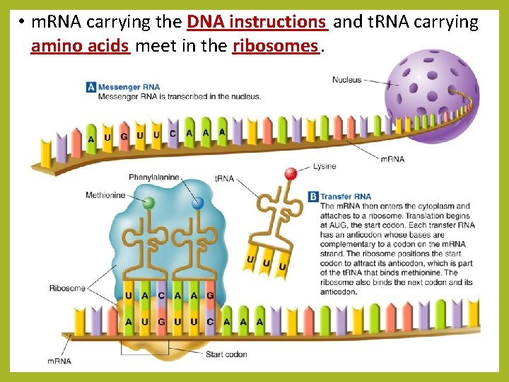  • m. RNA carrying the DNA instructions and t. RNA carrying amino acids