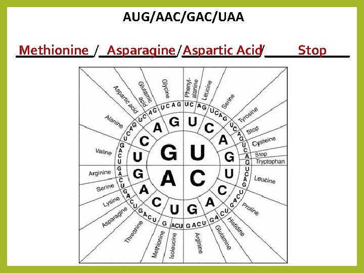 AUG/AAC/GAC/UAA Methionine Asparagine Aspartic Acid Stop ___________/______/______ 