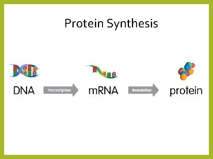 Protein Synthesis 