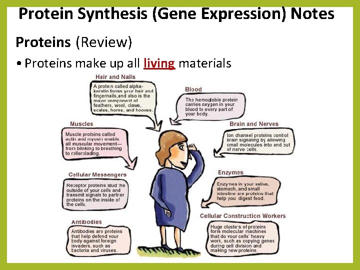 Protein Synthesis (Gene Expression) Notes Proteins (Review) • Proteins make up all living materials