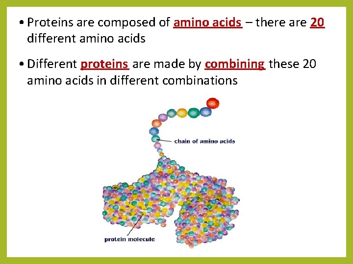 • Proteins are composed of amino acids – there are 20 different amino