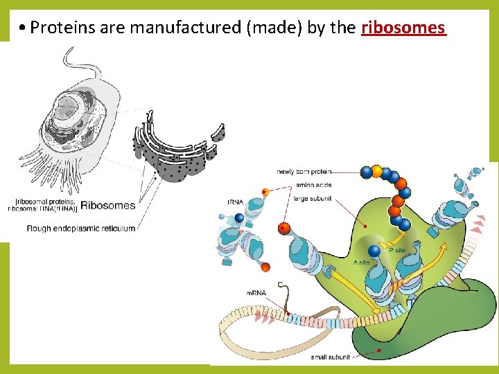  • Proteins are manufactured (made) by the ribosomes 
