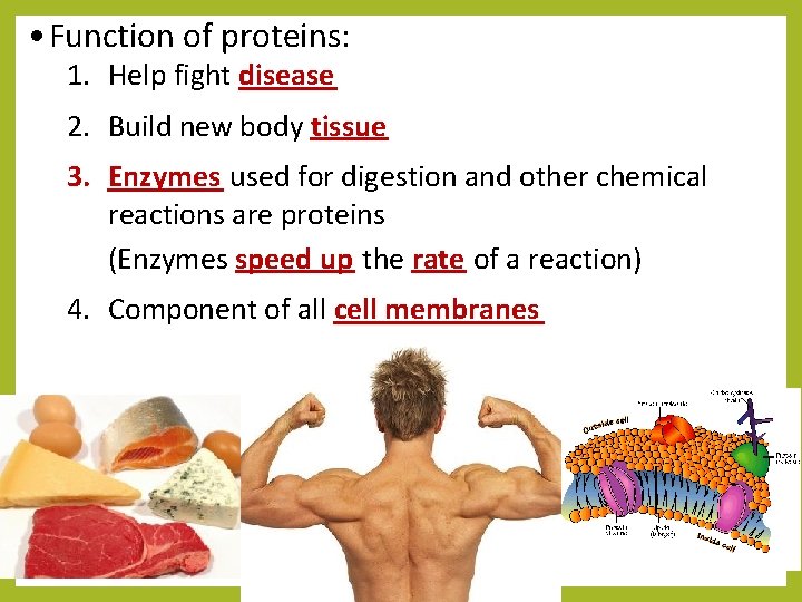  • Function of proteins: 1. Help fight disease 2. Build new body tissue