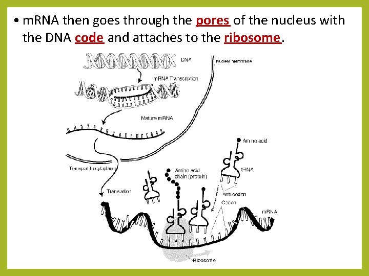  • m. RNA then goes through the pores of the nucleus with the