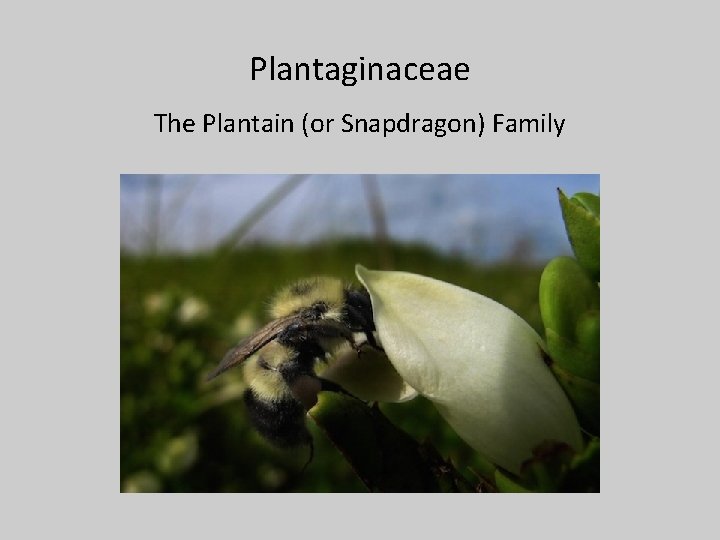 Plantaginaceae The Plantain (or Snapdragon) Family 