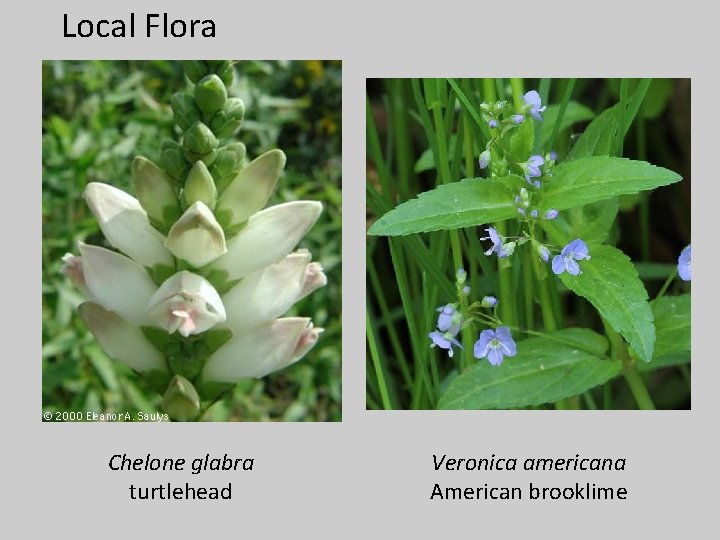 Local Flora Chelone glabra turtlehead Veronica americana American brooklime 