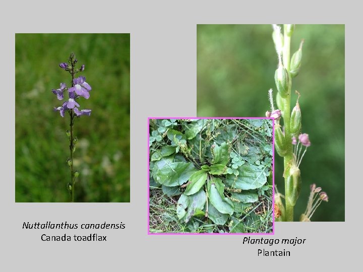 Nuttallanthus canadensis Canada toadflax Plantago major Plantain 