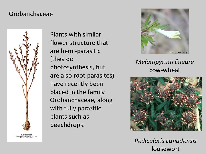 Orobanchaceae Plants with similar flower structure that are hemi-parasitic (they do photosynthesis, but are