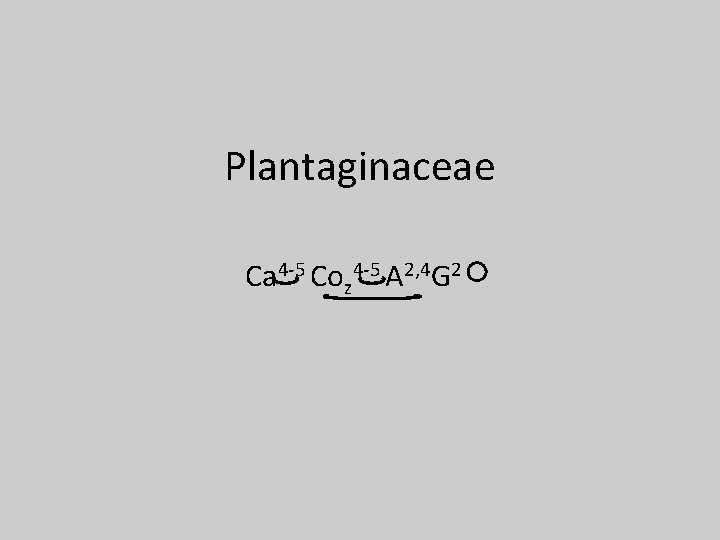 Plantaginaceae Ca 4 -5 Coz 4 -5 A 2, 4 G 2 