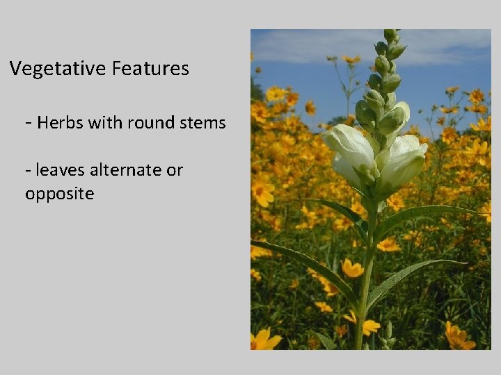 Vegetative Features - Herbs with round stems - leaves alternate or opposite 