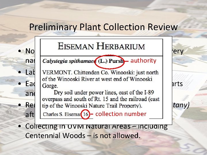 Preliminary Plant Collection Review • Nomenclature needs to be current. Check every authority name