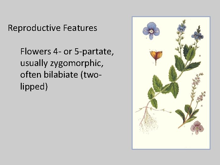 Reproductive Features Flowers 4 - or 5 -partate, usually zygomorphic, often bilabiate (twolipped) 