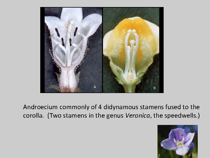 Androecium commonly of 4 didynamous stamens fused to the corolla. (Two stamens in the