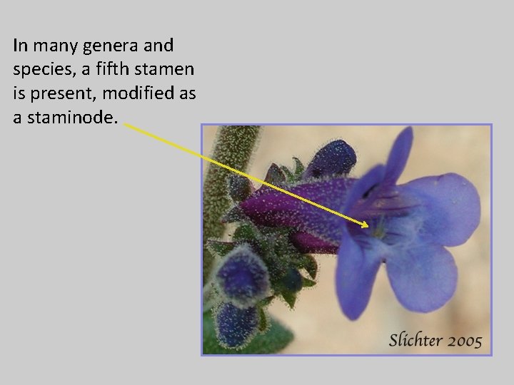 In many genera and species, a fifth stamen is present, modified as a staminode.