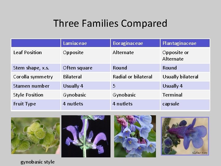 Three Families Compared Lamiaceae Boraginaceae Plantaginaceae Leaf Position Opposite Alternate Opposite or Alternate Stem