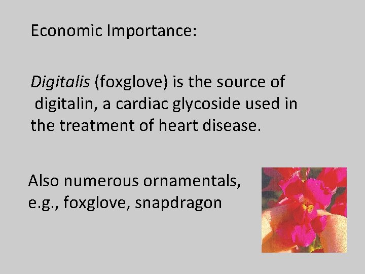 Economic Importance: Digitalis (foxglove) is the source of digitalin, a cardiac glycoside used in