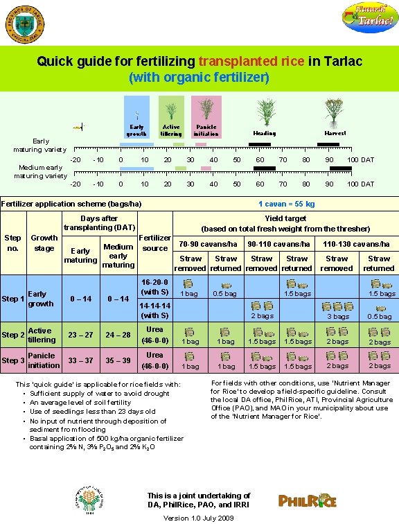 Quick guide for fertilizing transplanted rice in Tarlac