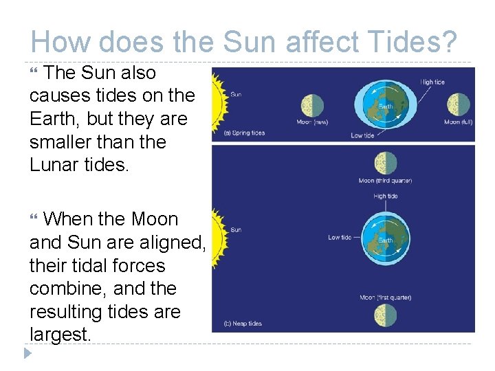How does the Sun affect Tides? The Sun also causes tides on the Earth,