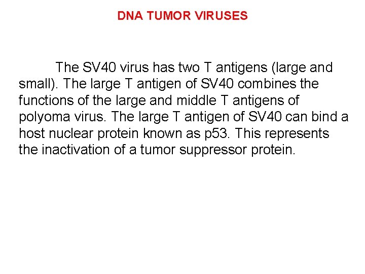 DNA TUMOR VIRUSES The SV 40 virus has two T antigens (large and small).