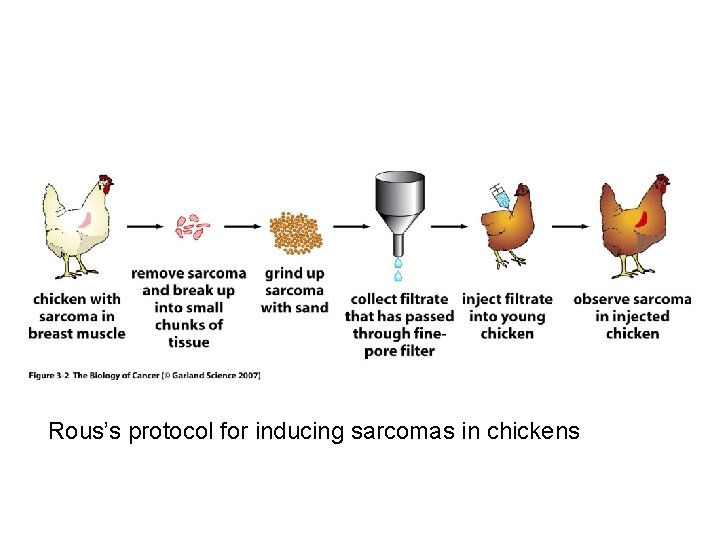 Rous’s protocol for inducing sarcomas in chickens 