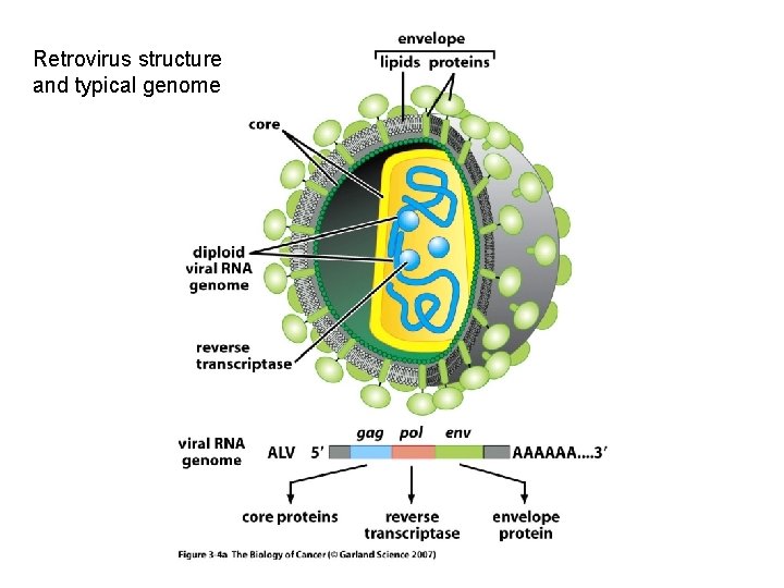 Retrovirus structure and typical genome 