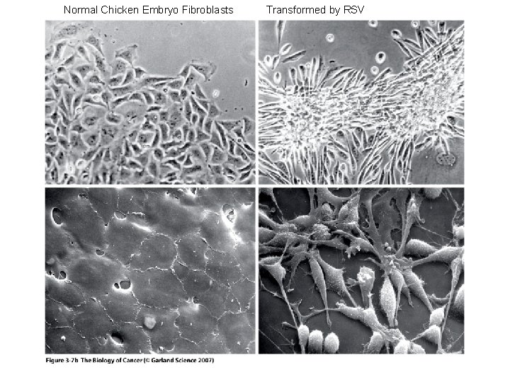 Normal Chicken Embryo Fibroblasts Transformed by RSV 