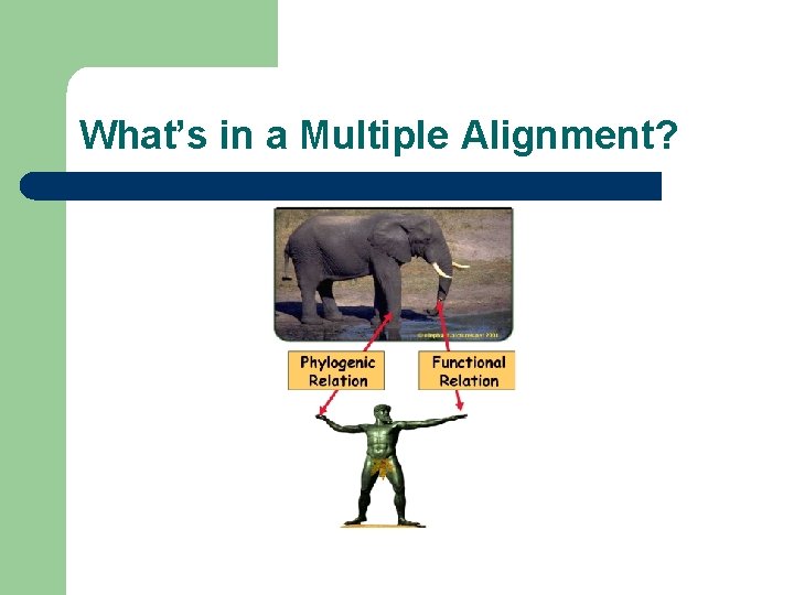 What’s in a Multiple Alignment? 
