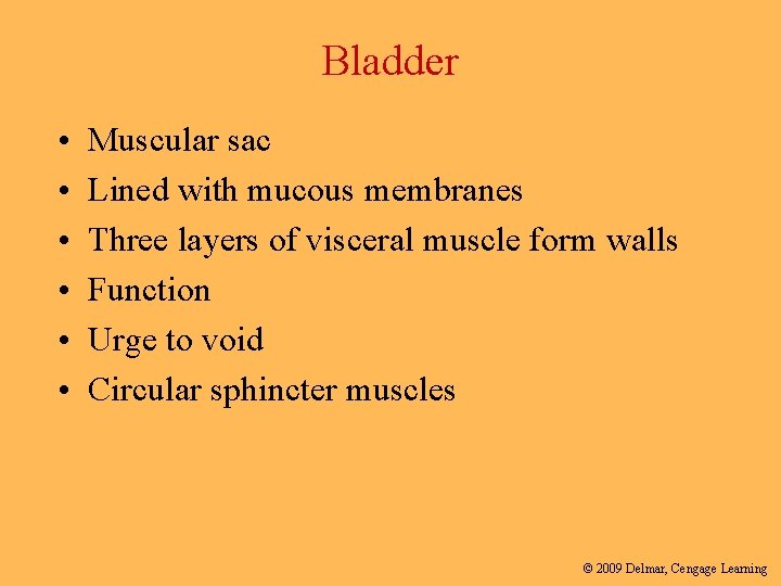 Bladder • • • Muscular sac Lined with mucous membranes Three layers of visceral