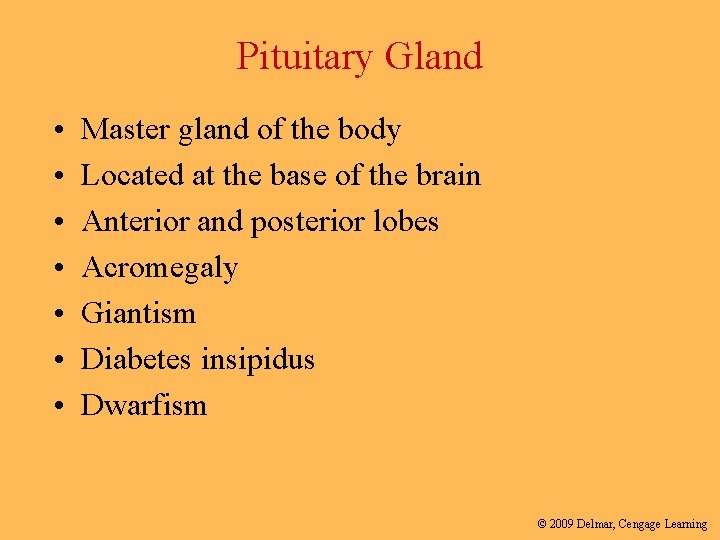 Pituitary Gland • • Master gland of the body Located at the base of