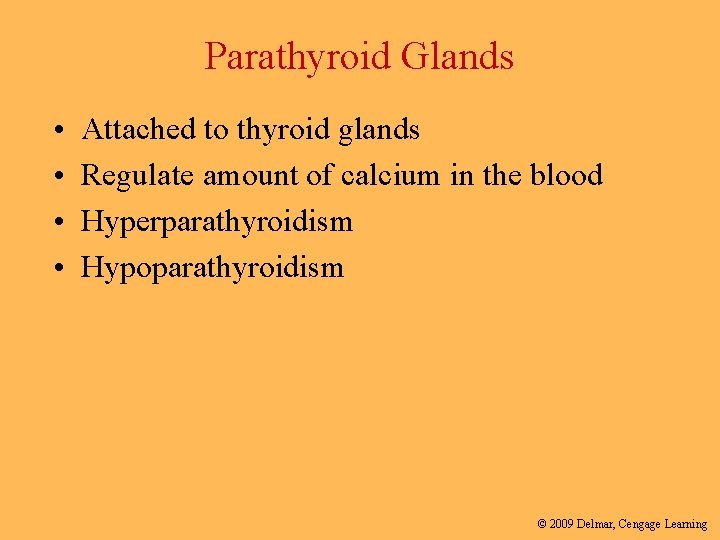Parathyroid Glands • • Attached to thyroid glands Regulate amount of calcium in the