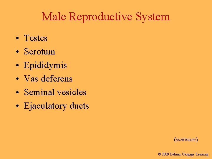 Male Reproductive System • • • Testes Scrotum Epididymis Vas deferens Seminal vesicles Ejaculatory