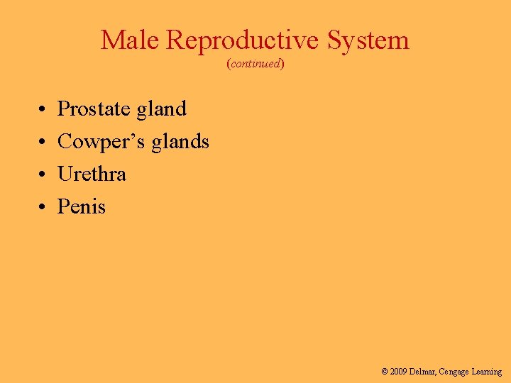 Male Reproductive System (continued) • • Prostate gland Cowper’s glands Urethra Penis © 2009