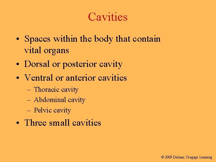 Cavities • Spaces within the body that contain vital organs • Dorsal or posterior